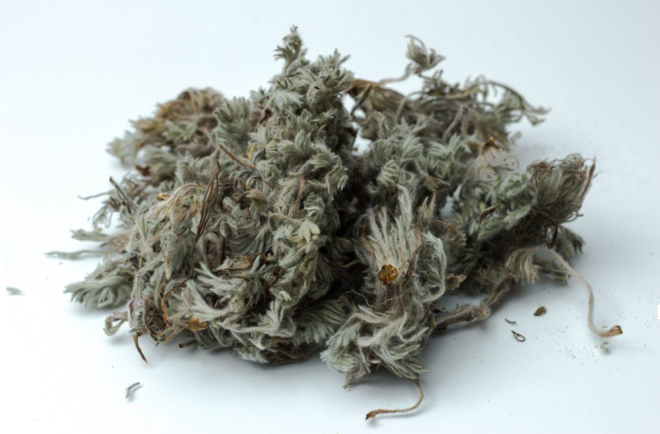 茵陈艾草与蒿草的区别青蒿茵陈