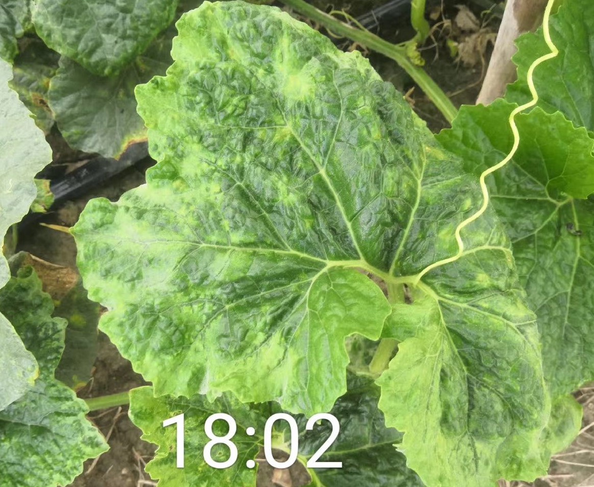 冬瓜发生"病毒病"不知咋办?别慌,防小虫活用药可有效防治