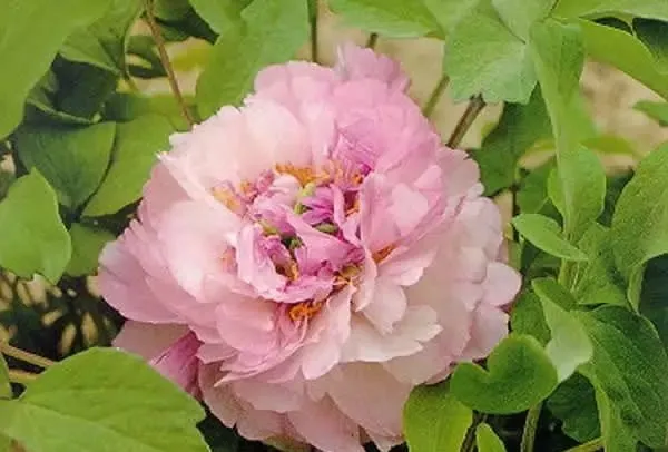 100种名贵牡丹鉴赏 绘画好素材（报花名）
