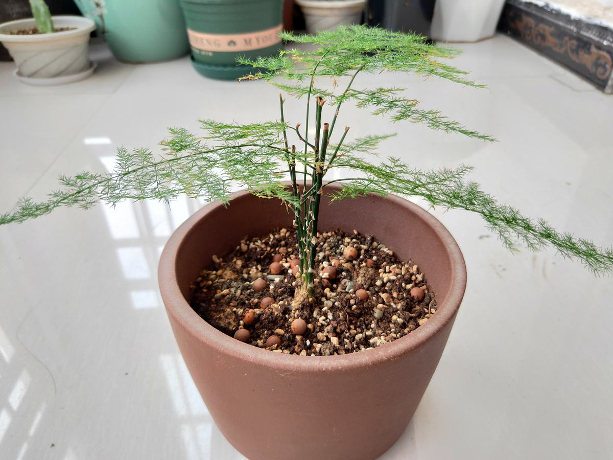 植物大全图片（带你了解这80种常见植物）