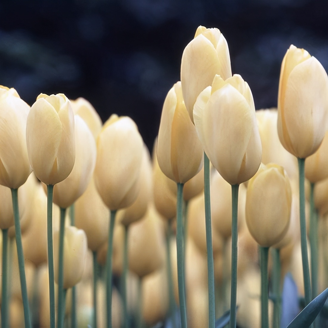 郁金香图片大全大图(10种超美的郁金香) - 赤虎壹号