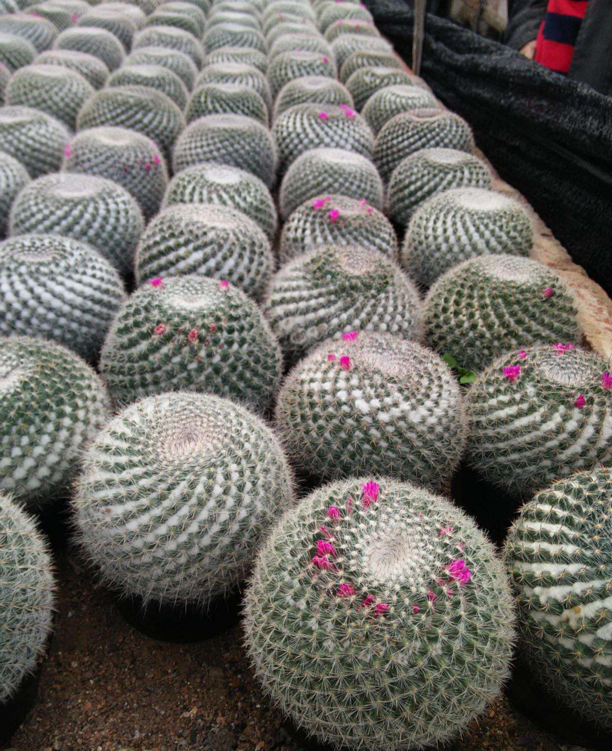 仙人球的种类特别多,大部分都是呈球状的,但是形状各异,生性比较顽强