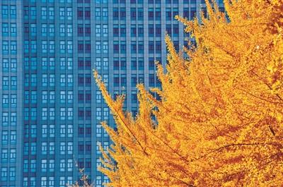 仅在每周六、周日开放！辽大最美银杏如何文明观赏快看这里……