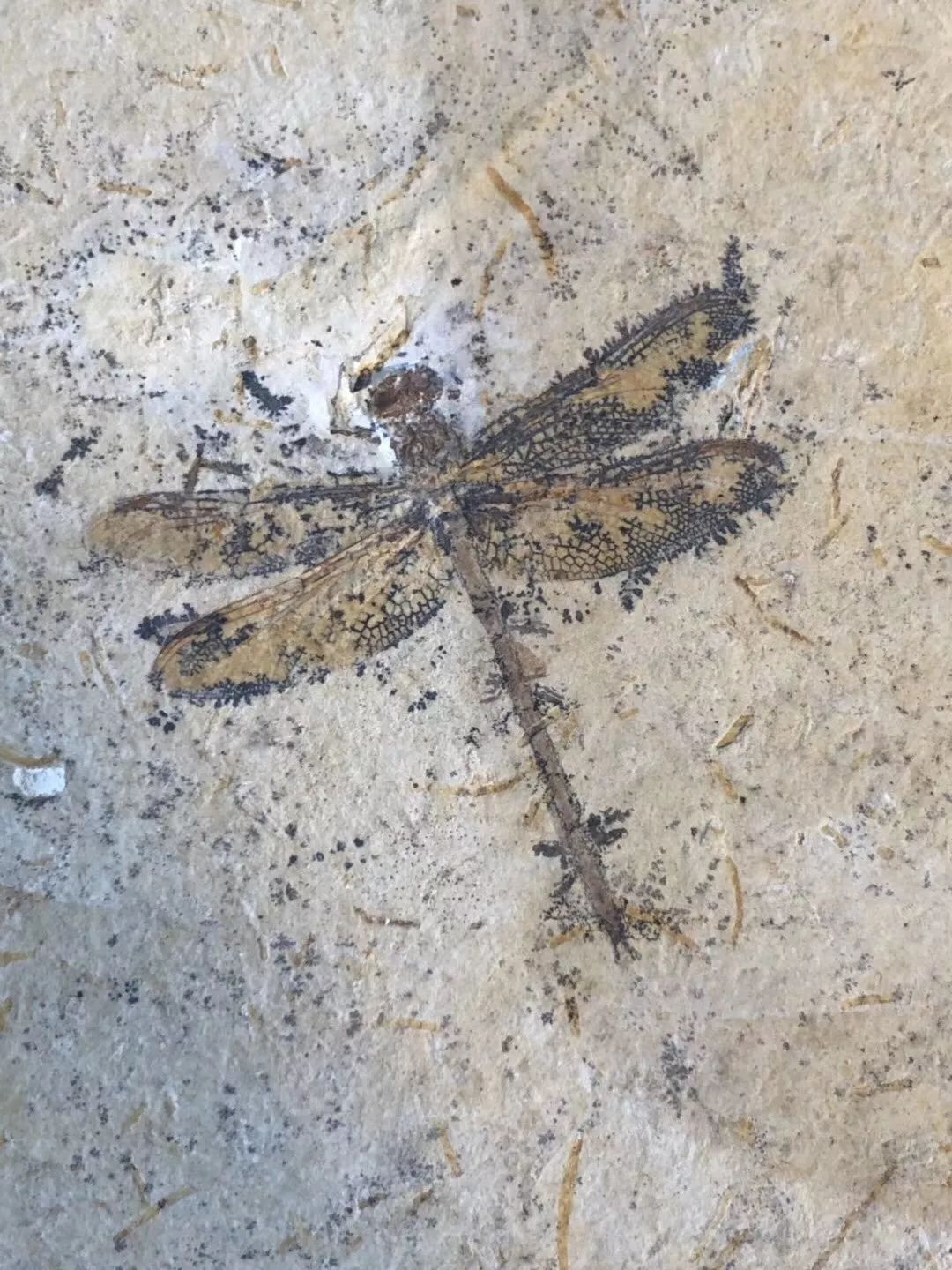 巨型蜻蜓(将近1米的大蜻蜓,地球上已知的有史以来最大的昆虫)