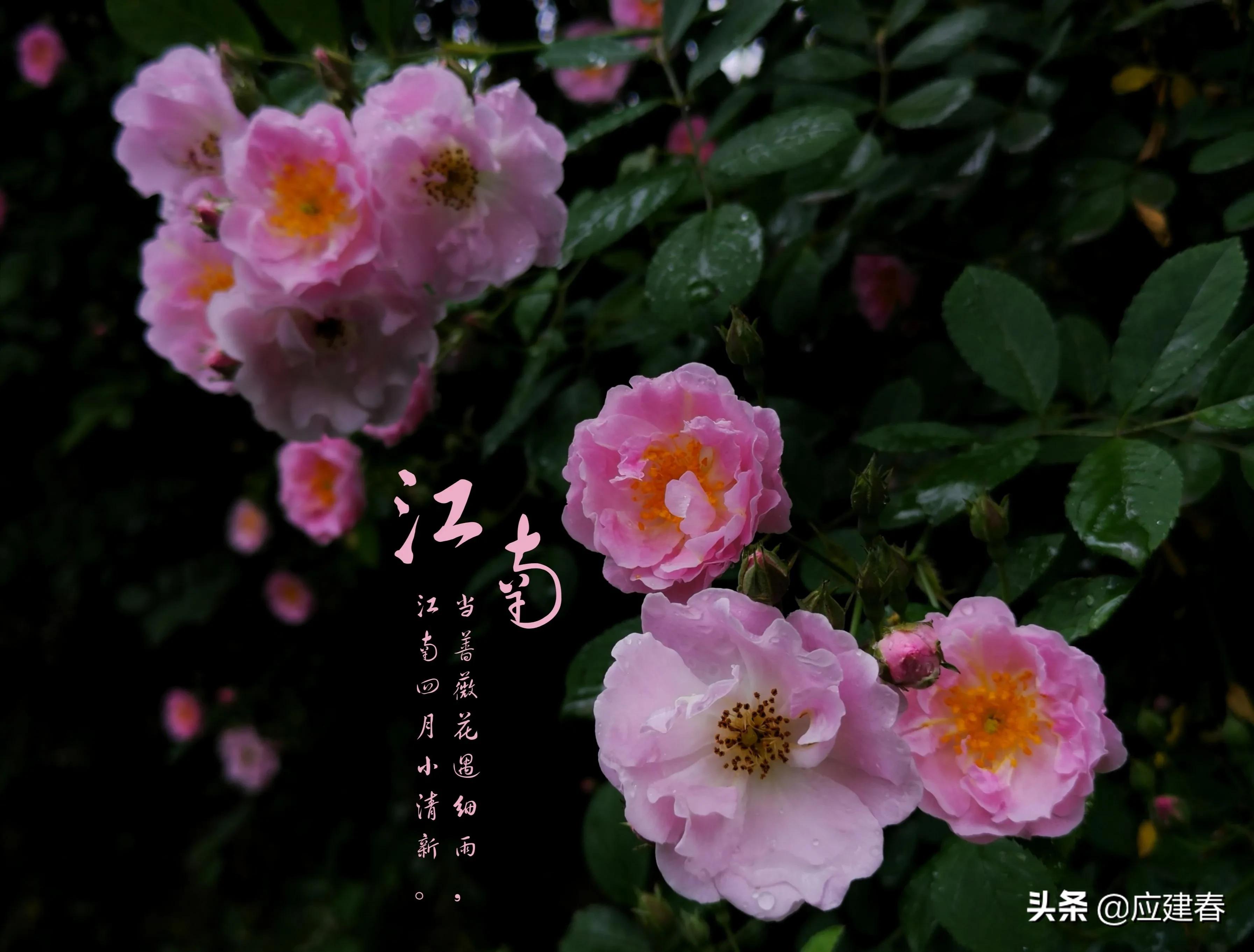 「散文」当蔷薇花遇细雨，江南四月小清新