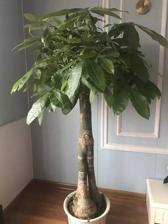 家里这3种富贵平安花,送人有讲究!