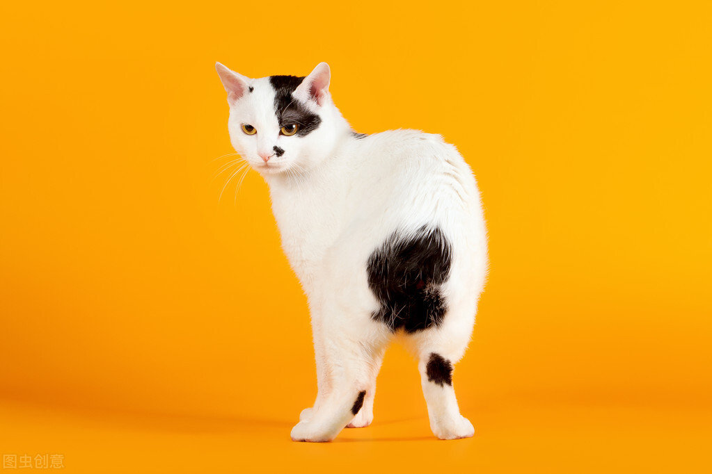 猫界智商排行榜之最“聪明”的猫，你家猫上榜了吗？