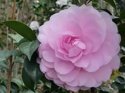 各种花的寓意及花语（100种花的花语大全）