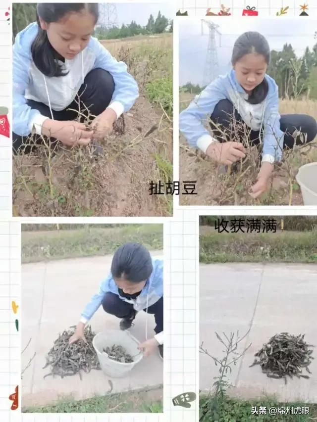 好心疼！绵阳十二三岁的娃娃，竟被学校赶下田去插秧子