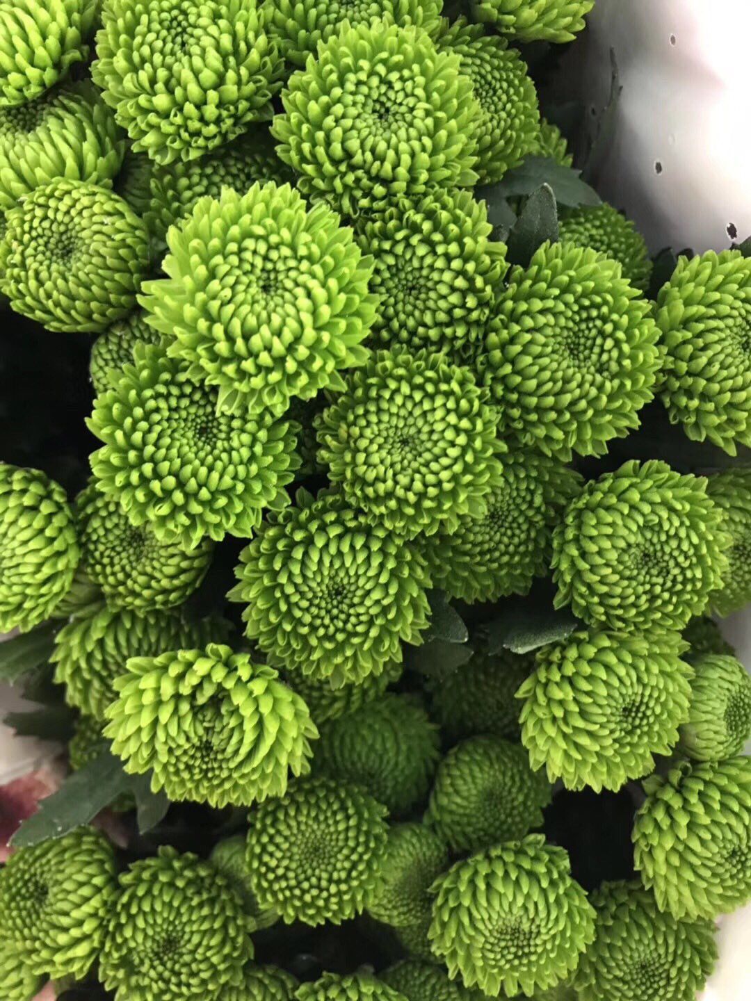 小雏菊花期（小雏菊花期较长养护得当可更长）
