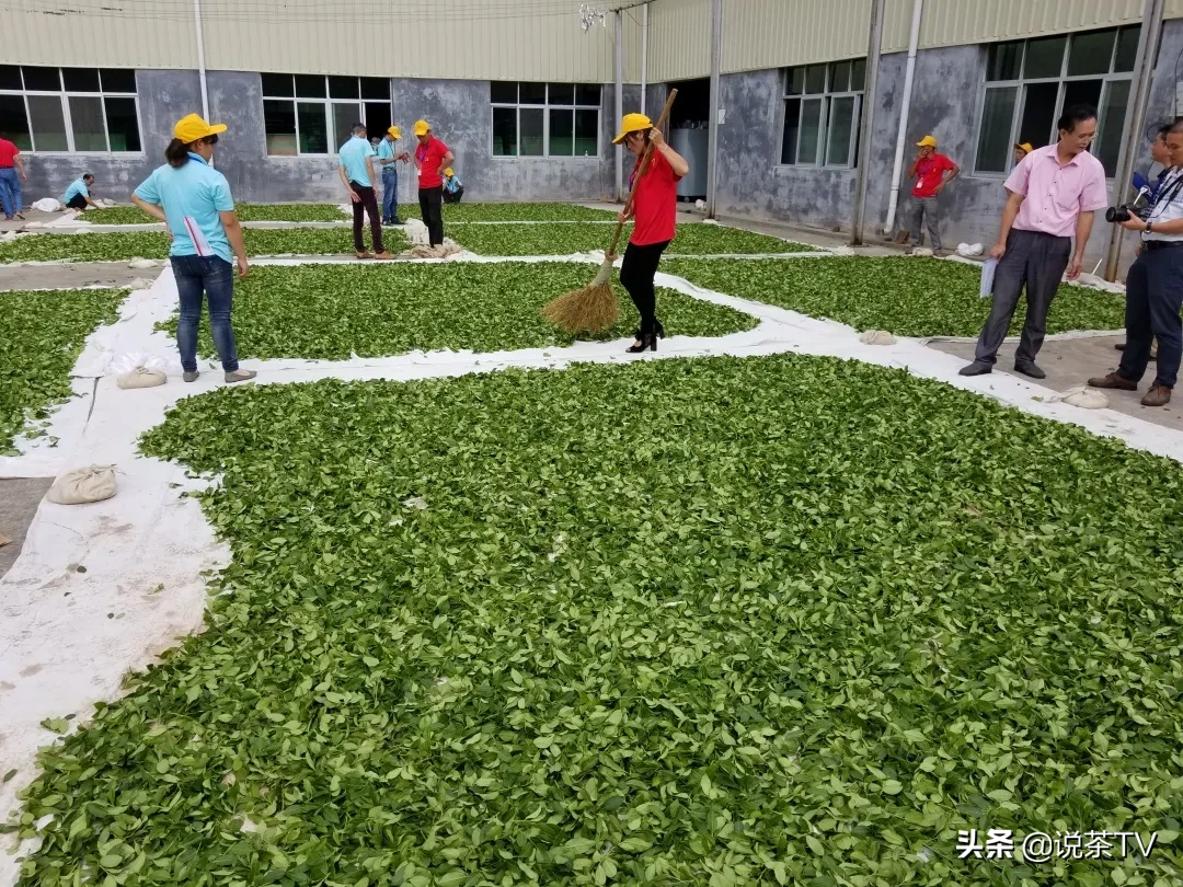 一斤野茶一万元 ! 他学到了什么......