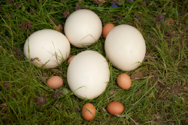 鸵鸟蛋鸵鸟蛋又白又大