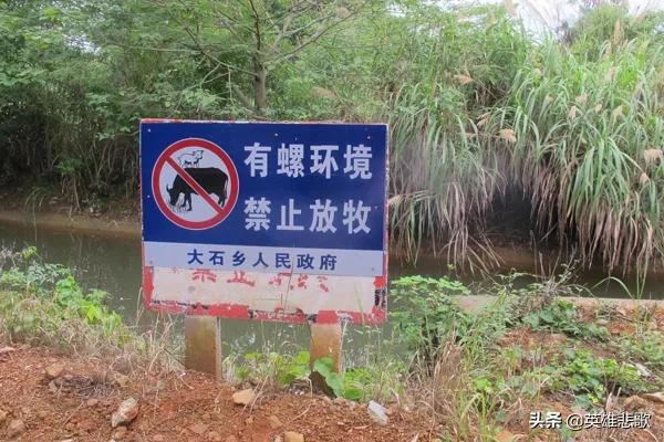 1950年，农民给毛主席写信反映血吸虫病的危害，主席：坚决消灭它