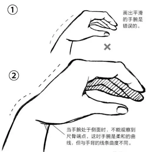 基础漫画入门-手部画法的解剖