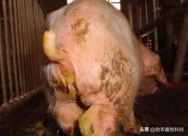 猪场10种常见疾病的症状以及用药防治方案