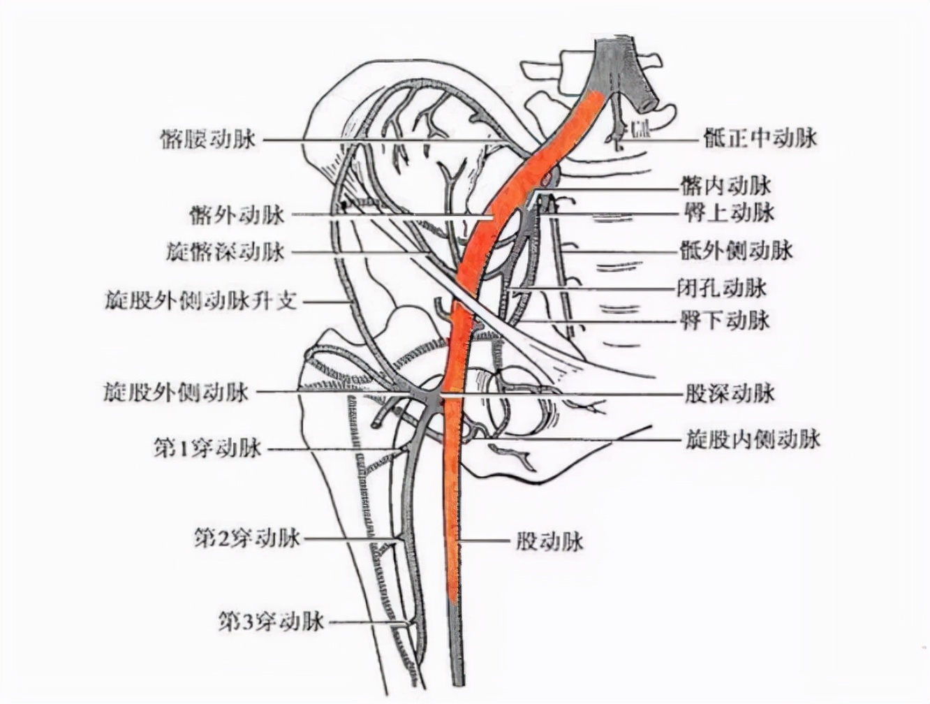 为什么被子弹打中大动脉基本上救不活，被炮弹炸断了腿反而能活？