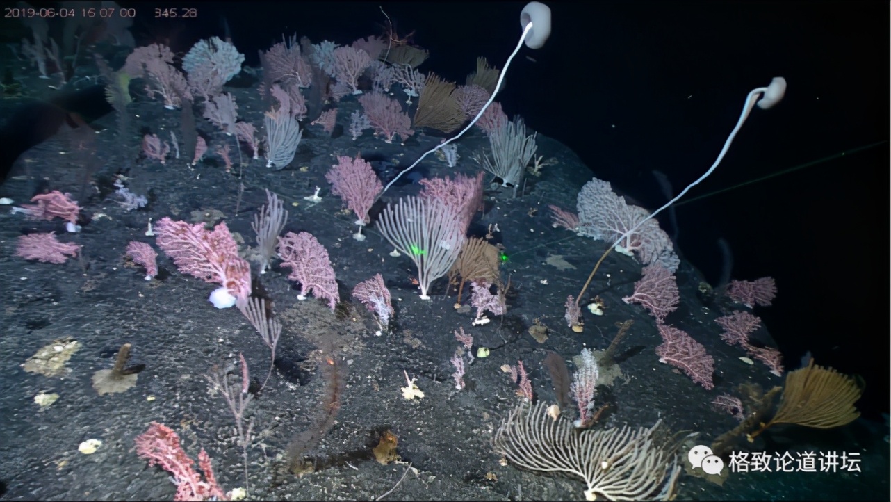 为解决繁衍问题，这个稀有的深海生物开发出了雌雄同体
