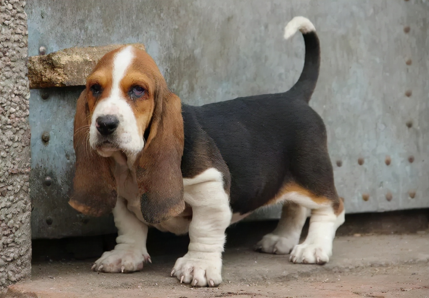 巴吉度犬价格(这几种狗的智商) - 价格百科