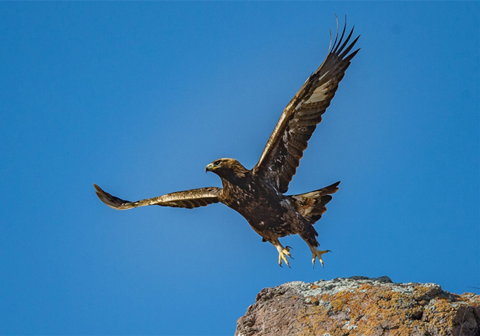 下面我放几张鸟类的图片,大家来看一看哪一只是鹰.