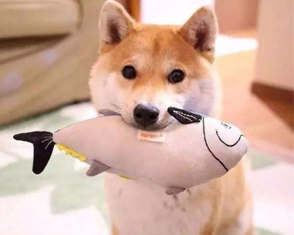 狗狗能吃鱼肉不