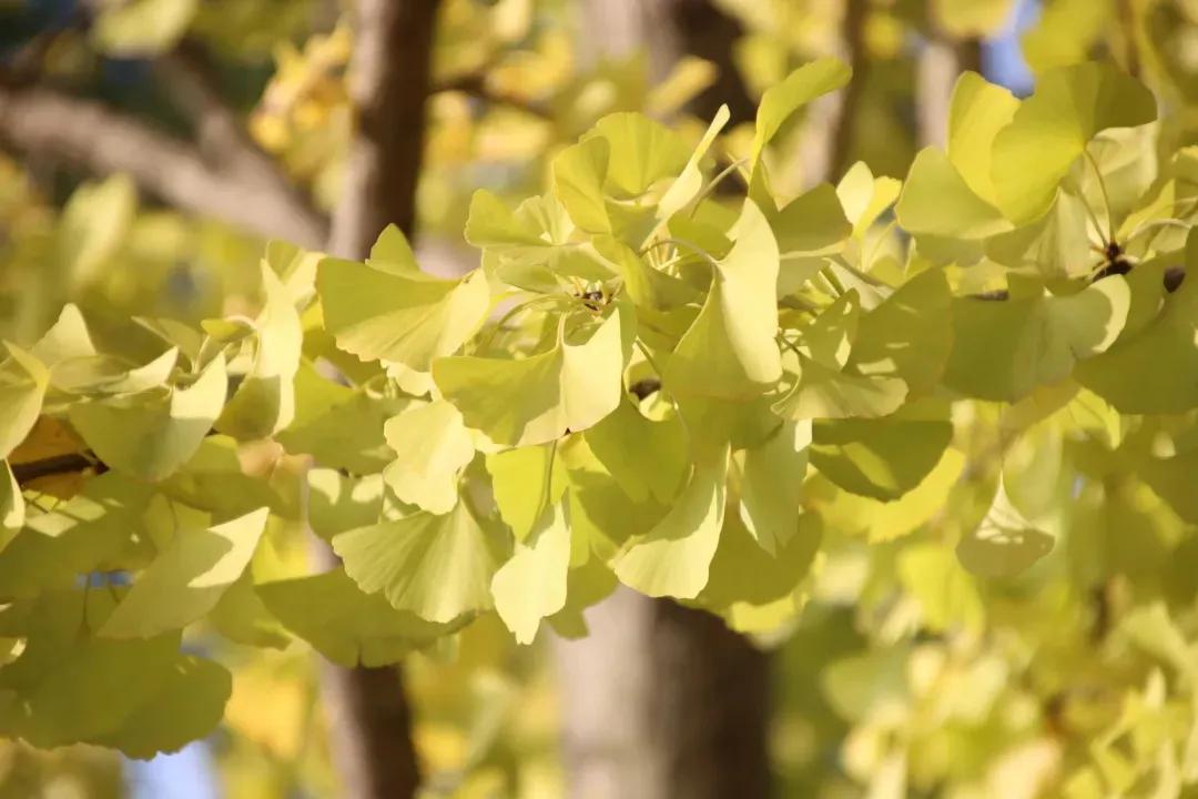 秋的色彩，你见过几分？来重大，共赏古风之韵