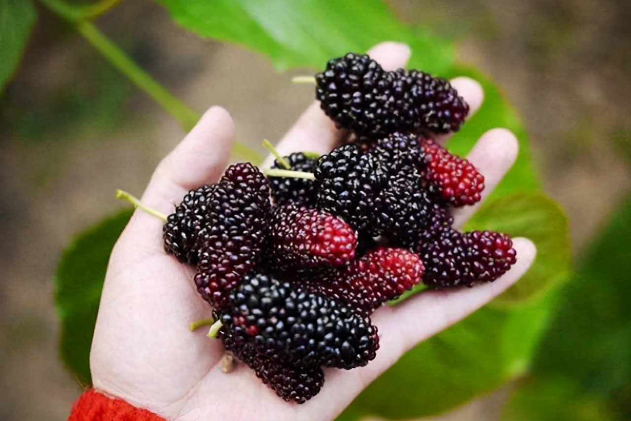 女人吃桑葚的禁忌 女人长期吃桑葚的好处-小螳螂百科网