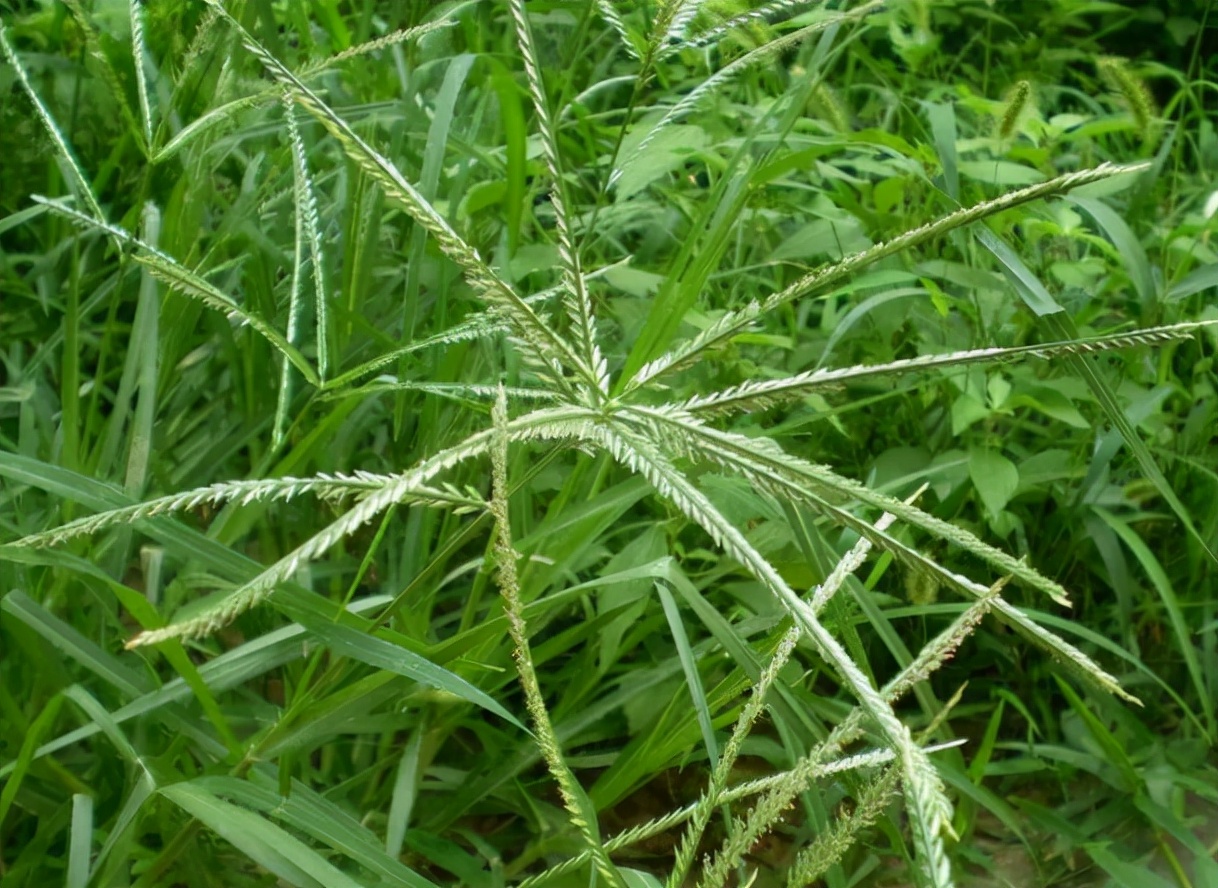 牛筋草收購多少錢牛筋草