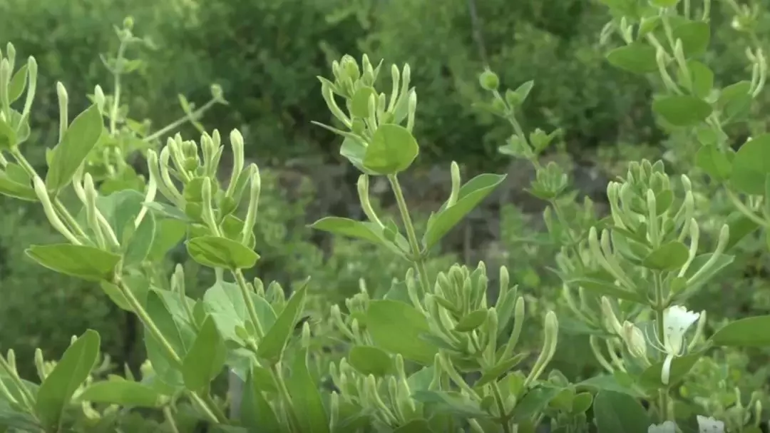 种什么花花香扑鼻还能入药？一年出一季，一季收3茬，每斤卖到80块！