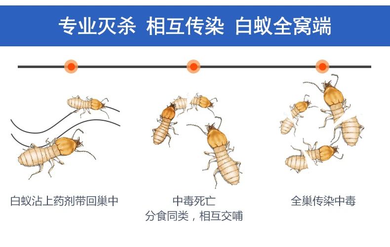 飞蚁为什么会出现在家中