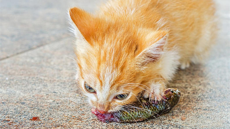 猫可以吃奶油吗（分享猫咪的10大饮食禁忌）