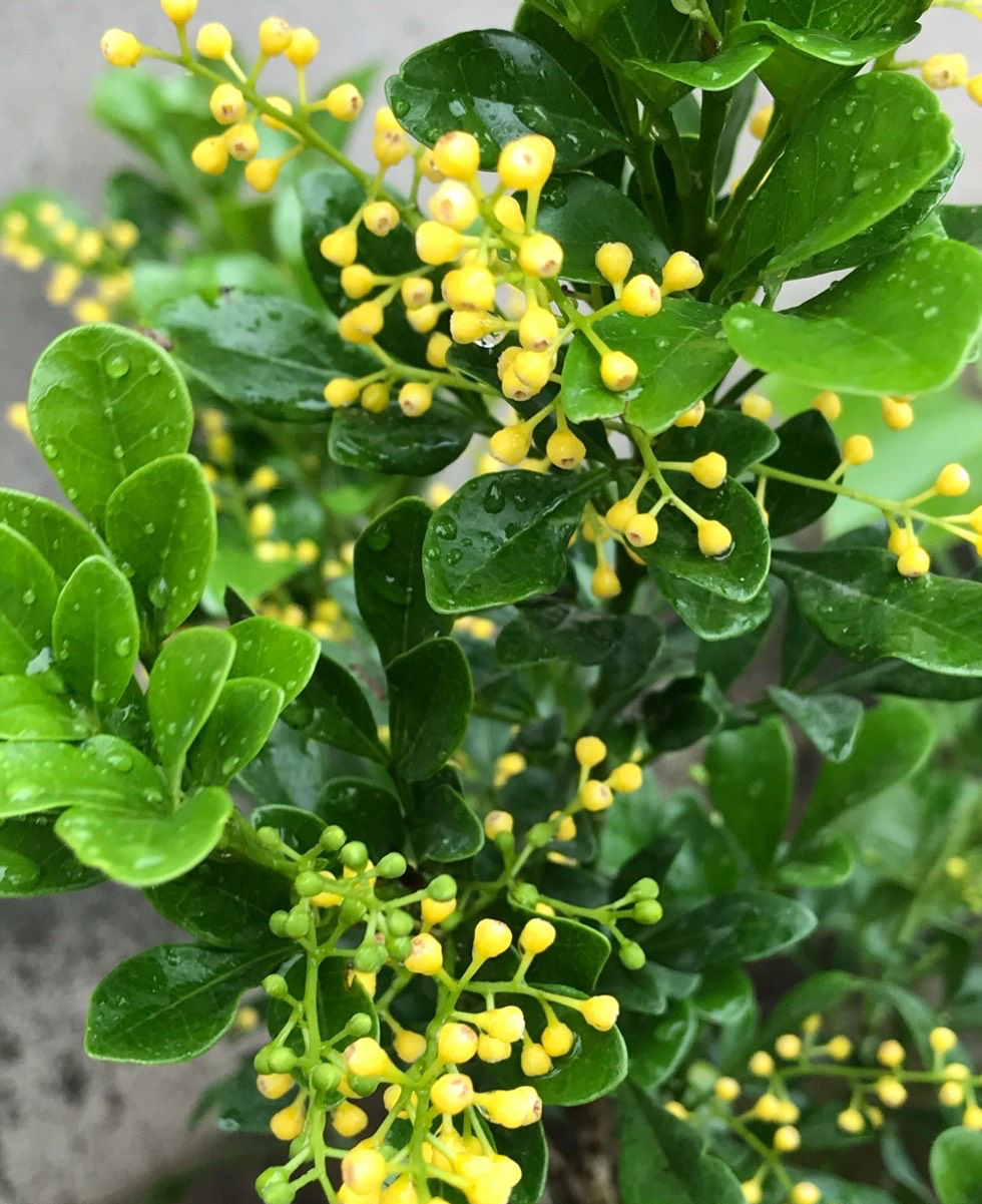 米兰花的养殖方法（教你4招养出旺盛的米兰花）