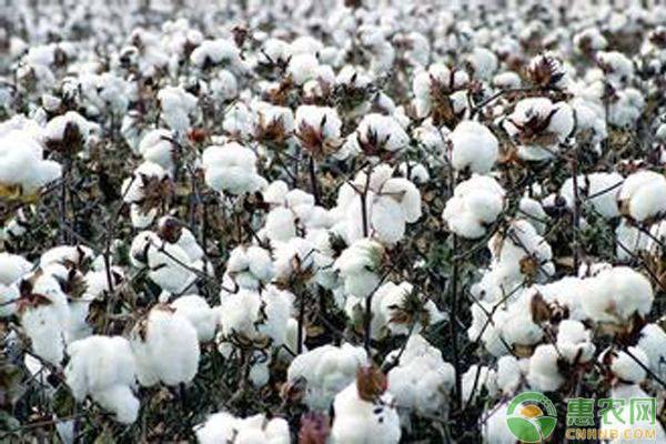今日棉花价格多少钱一斤？2020棉花价格最新行情走势