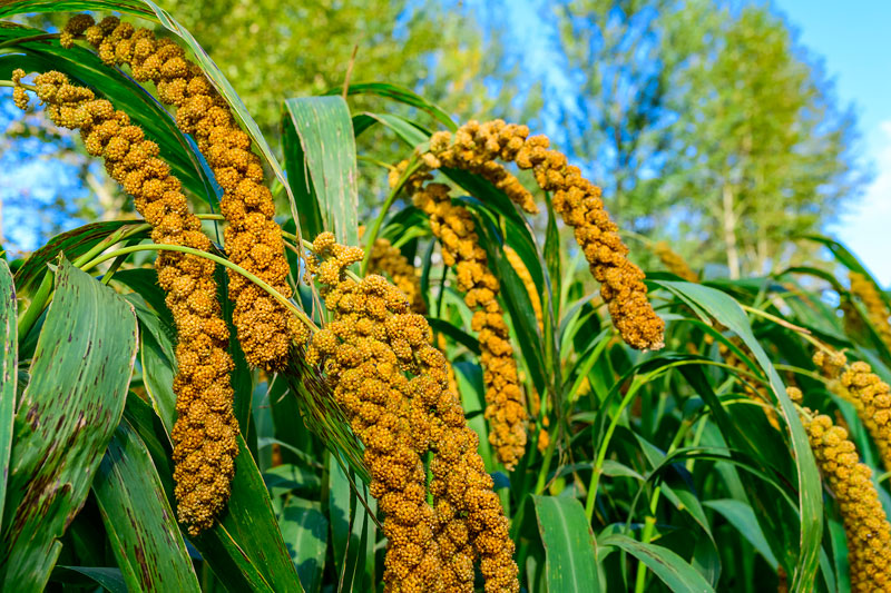 青年干部好文:为了大地的丰收