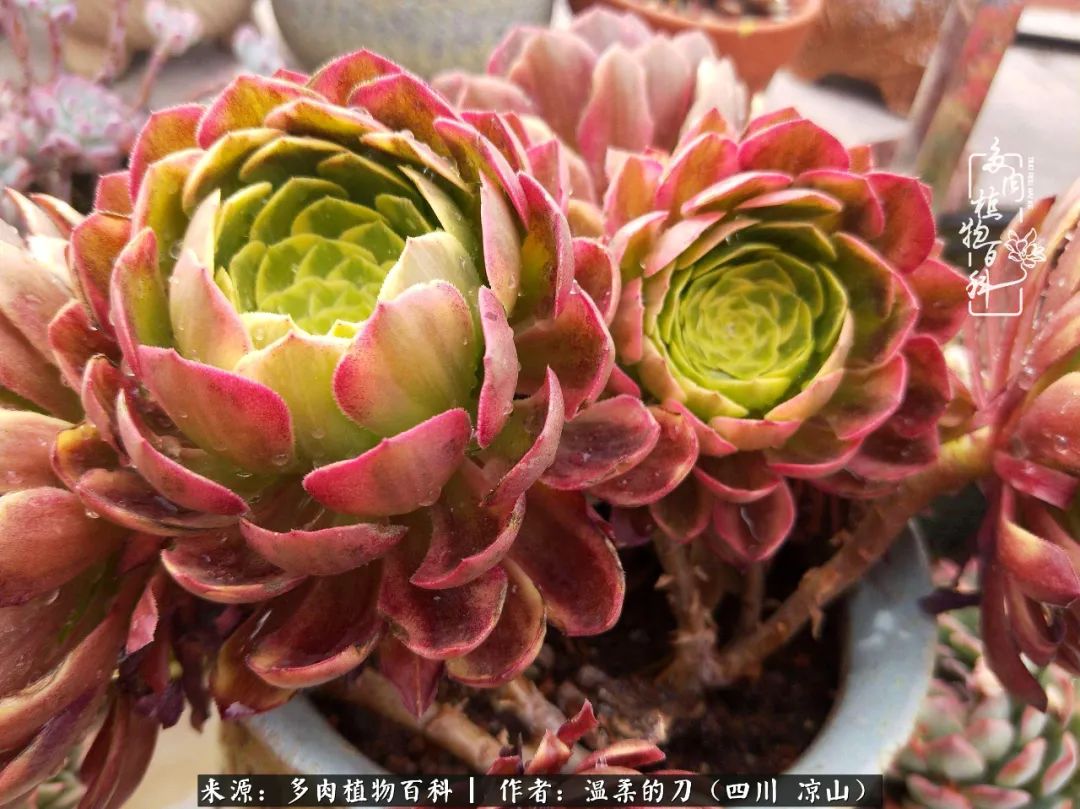 多肉相伴，岁月生香，愿现世安稳，许四季花开