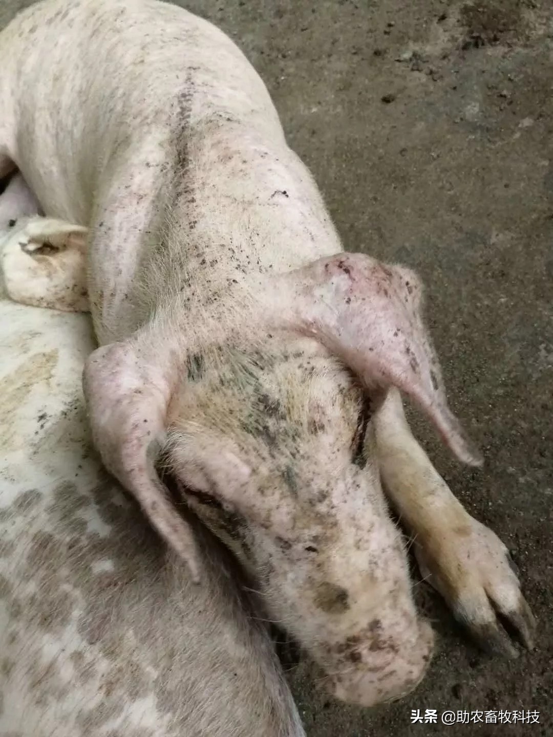 猪场10种常见疾病的症状以及用药防治方案