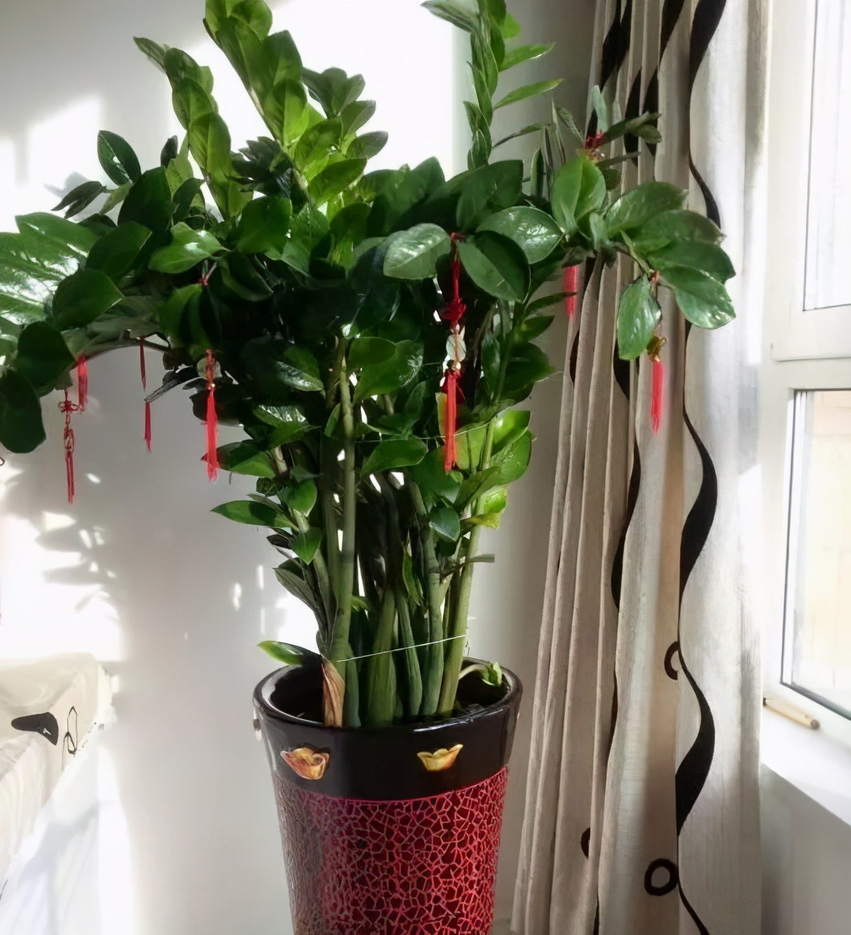 金钱树有"3怕2不喜",难怪越养越稀疏,从不长新芽