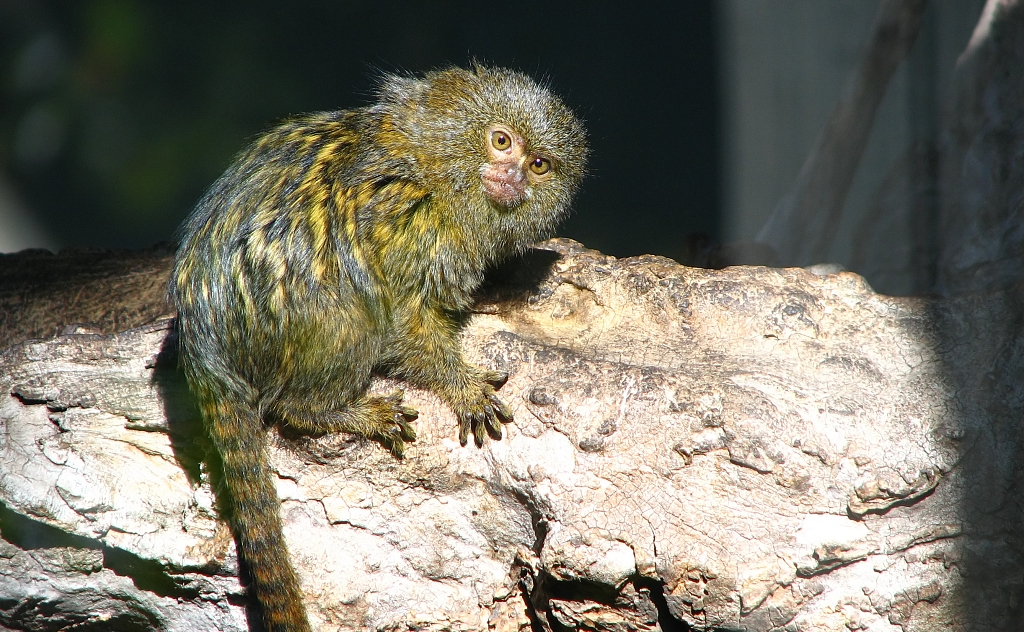 侏狨是什么动物（世界上最小的猴子）