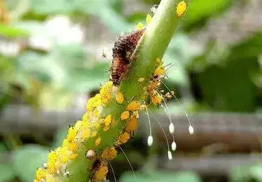 益虫有哪些昆虫（益虫有哪些昆虫知识）