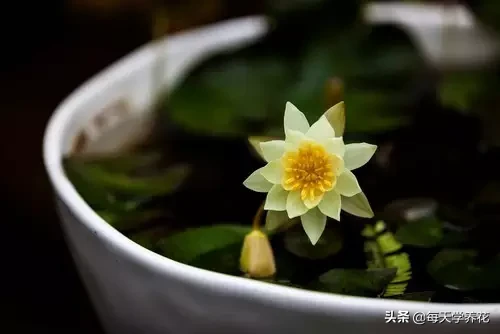 7种 · 最“文气”的茶室绿植