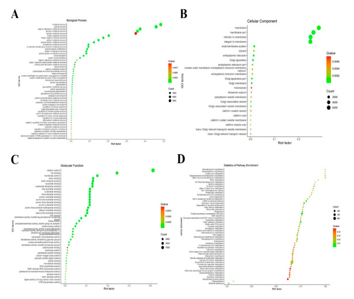 植物lncRNA研究：中国小麦花叶病毒感染本氏烟草的长链非编码 RNA