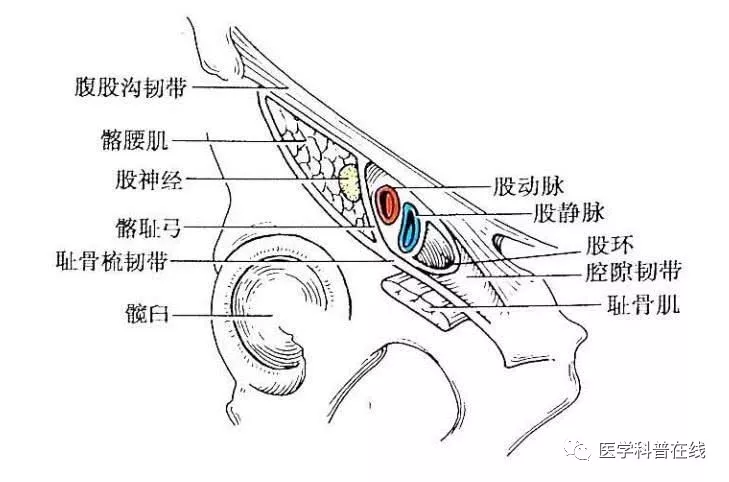 为什么nba球员容易腹股沟拉伤(NBA巨星詹姆斯腹股沟伤势反复，腹股沟拉伤到底有多严重？)