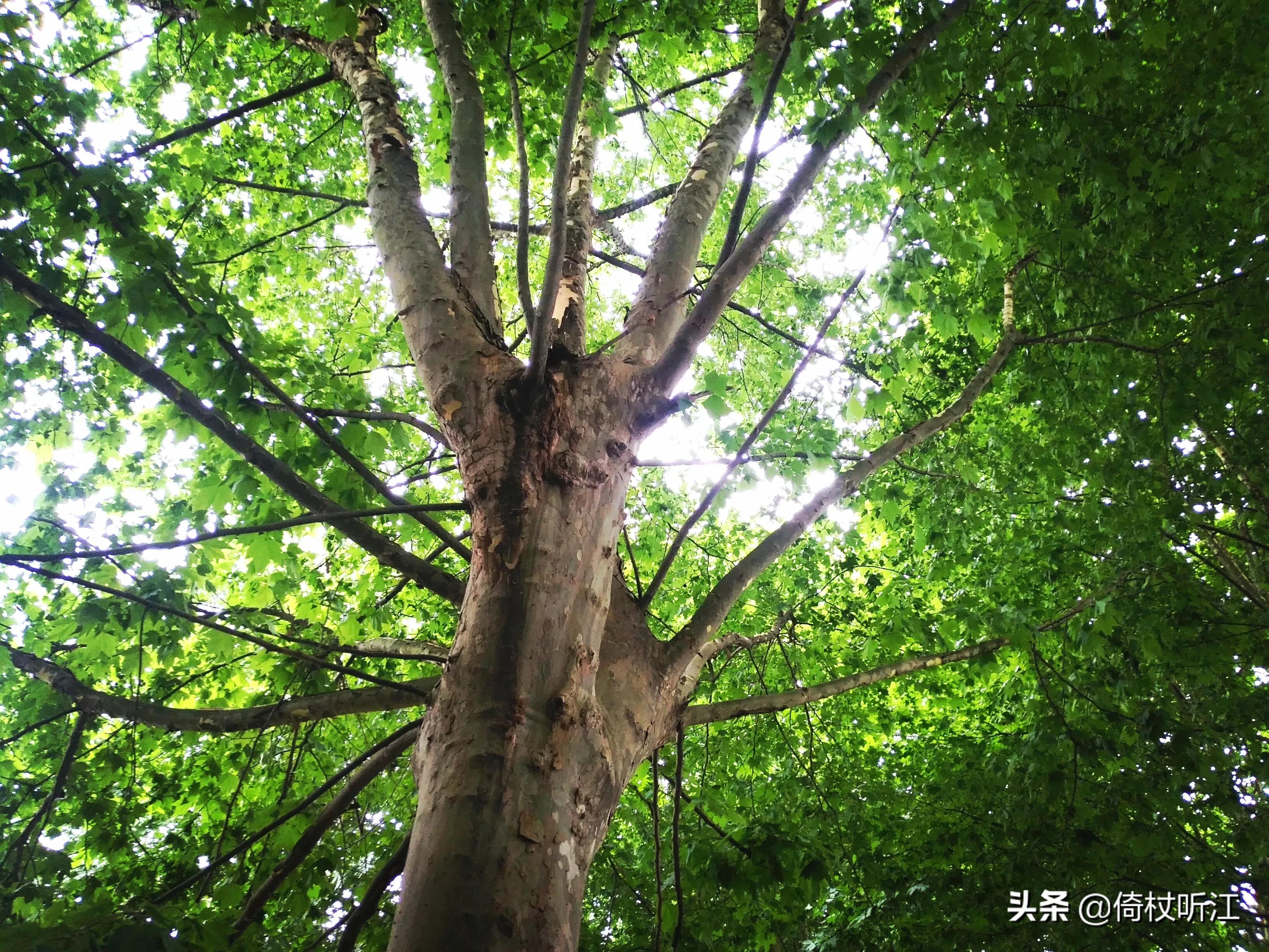 东边日出西边雨吉普车图片