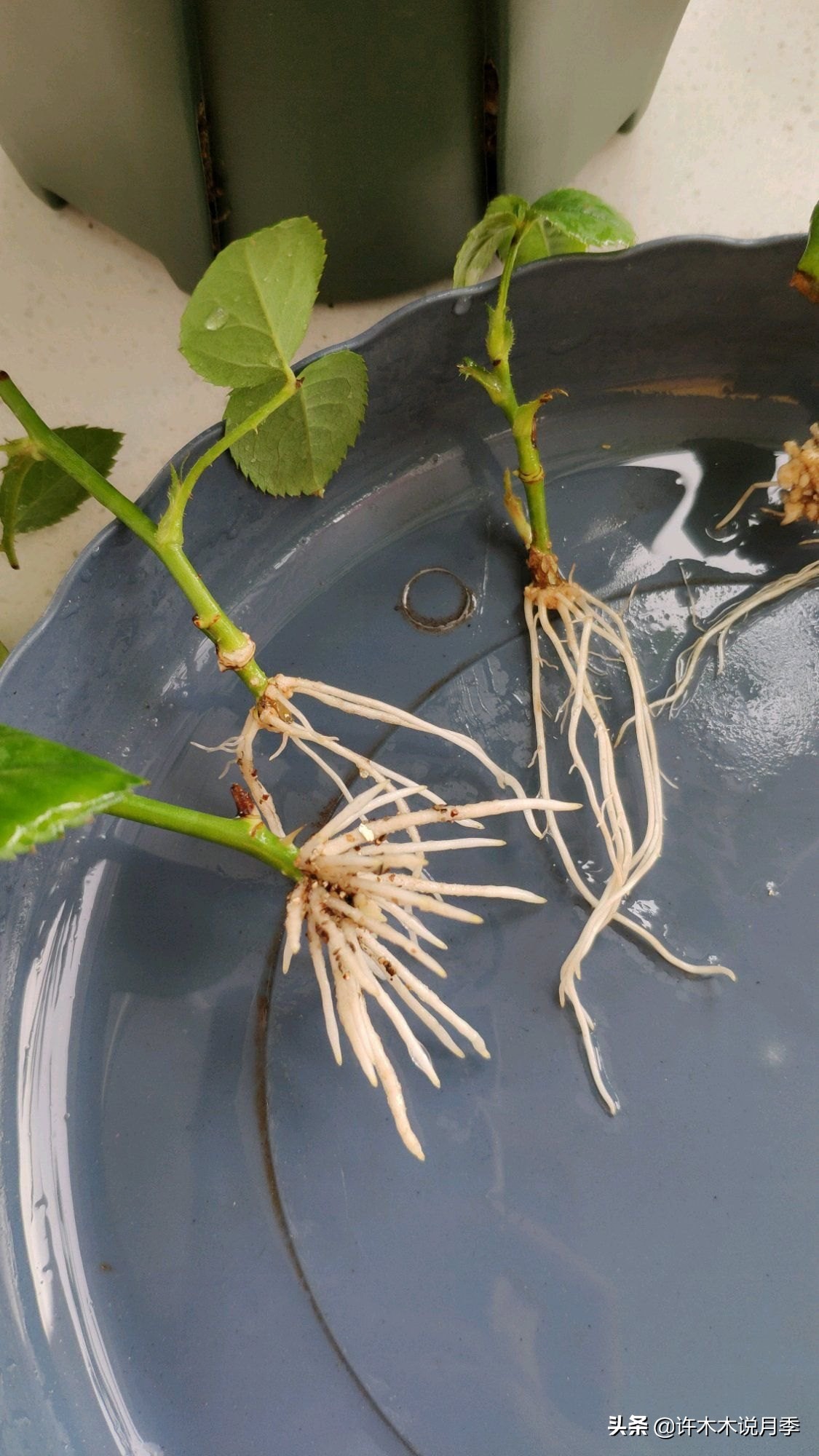 扦插月季的方法(图文详解百分百成功的月季扦插方法)