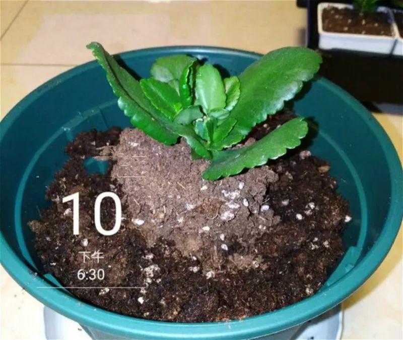 长寿花的养殖方法和注zhu意事项（长寿花的养殖方法fa和注意事项玫瑰花的品pin种）-第39张图片-大连信息网