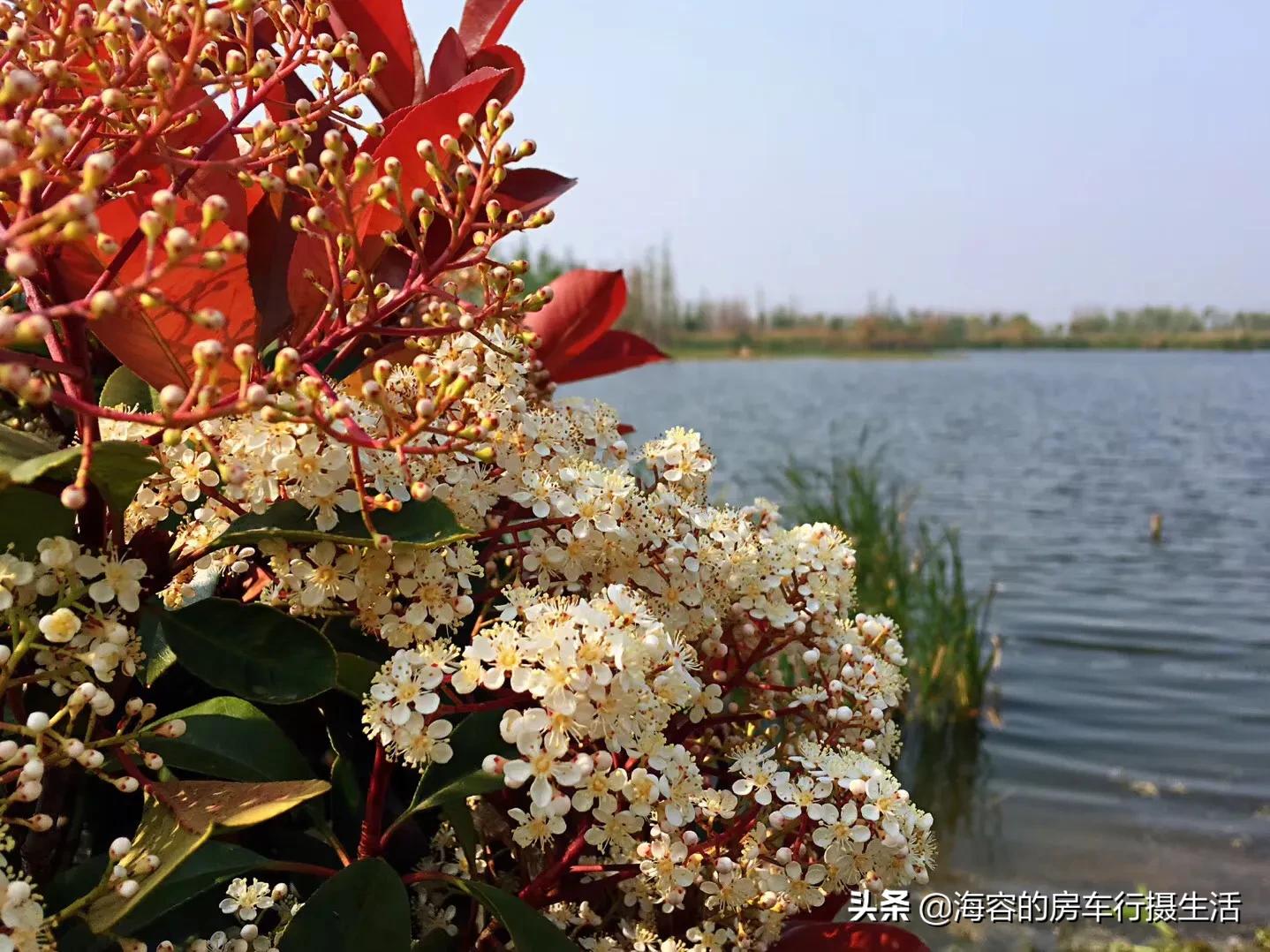 斗南的鲜花，滇池的红嘴鸥，让昆明把四季装进了春天