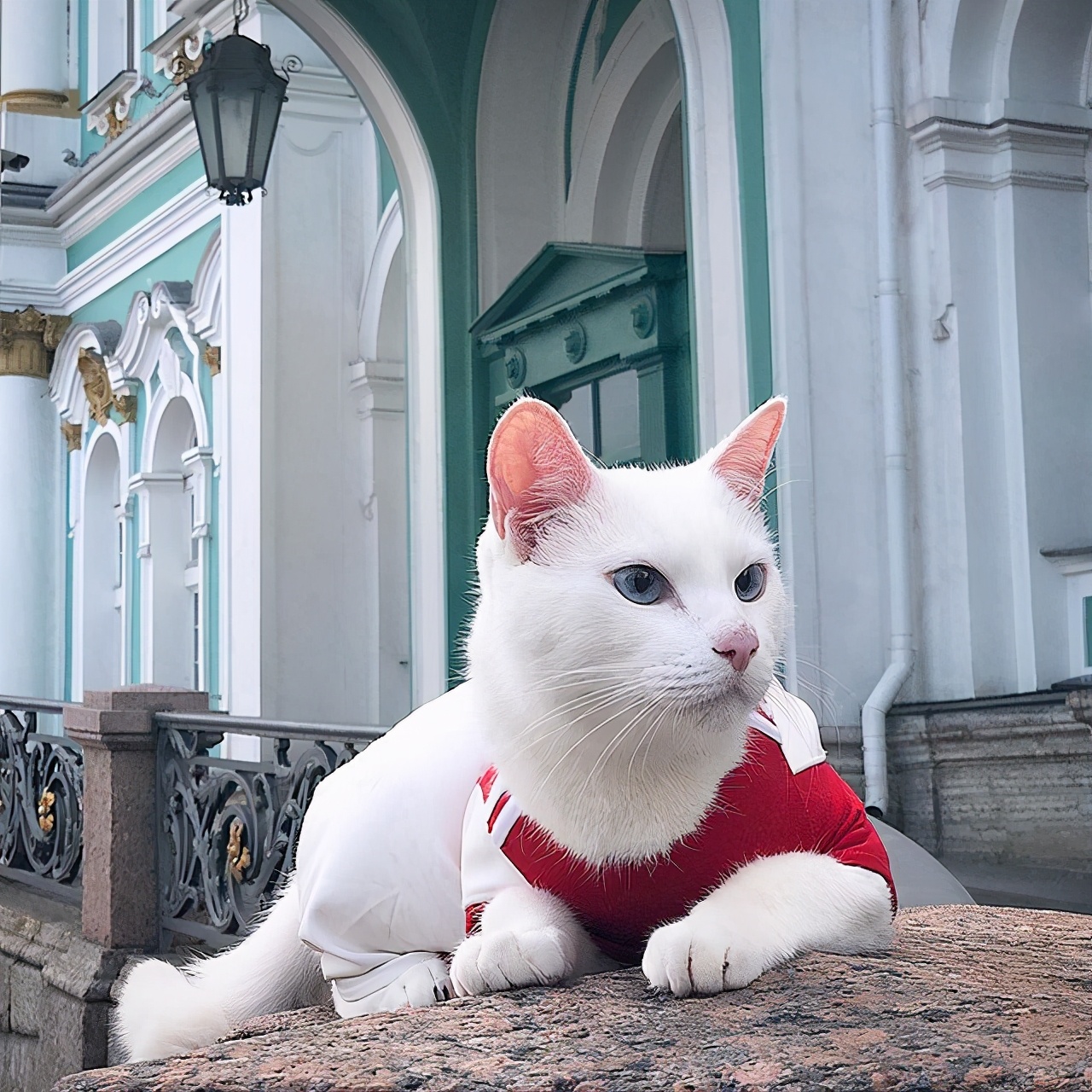 世界杯最火的猫(俄罗斯超人气网红猫，冬宫御猫竟然不是第一)