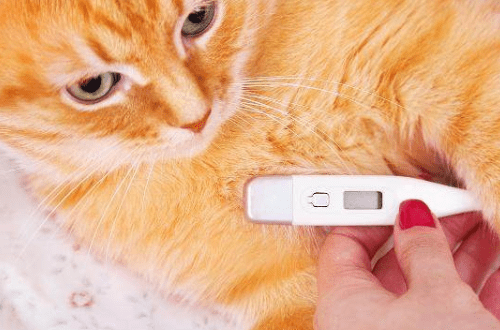 猫咪感冒会自愈吗（养宠经验小猫感冒症状介绍）