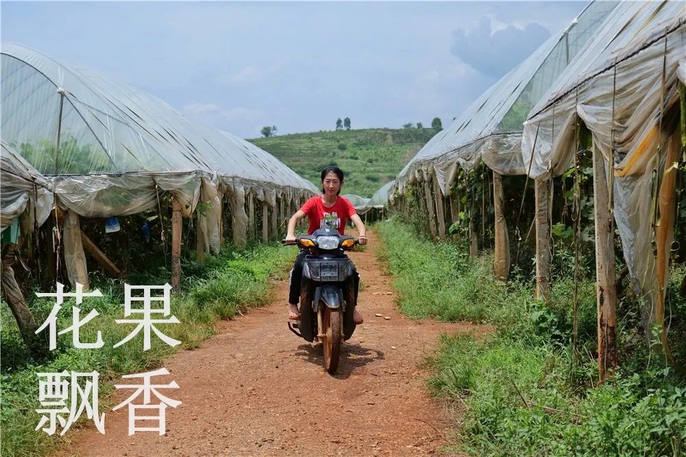 农业的魅力：纵使虐我千百遍，我仍待你如初恋