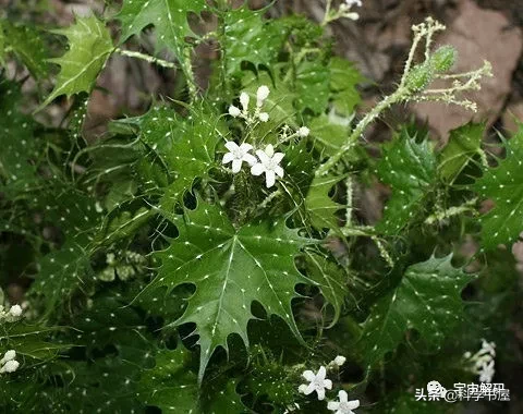 坏女人花，为什么被称为最危险的植物？