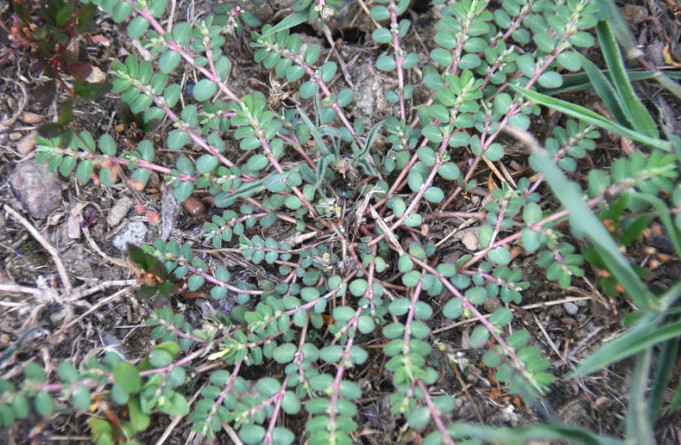 1,小飞扬草2种野草,名字相似,作用却不同,都有它们独特的价值,你可